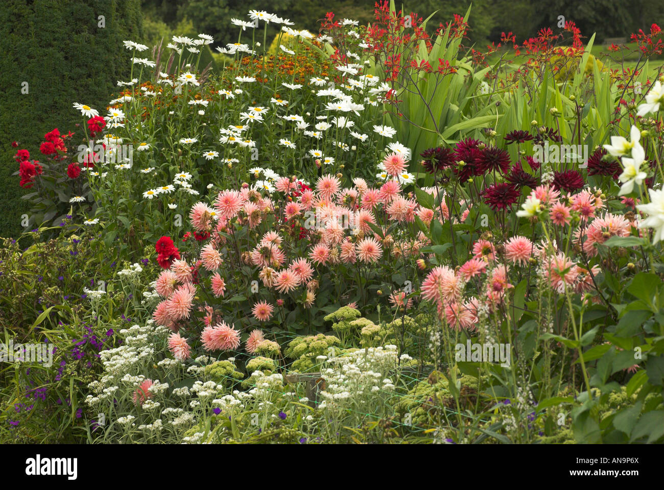 Garden border dahlia daisy hi-res stock photography and images - Alamy