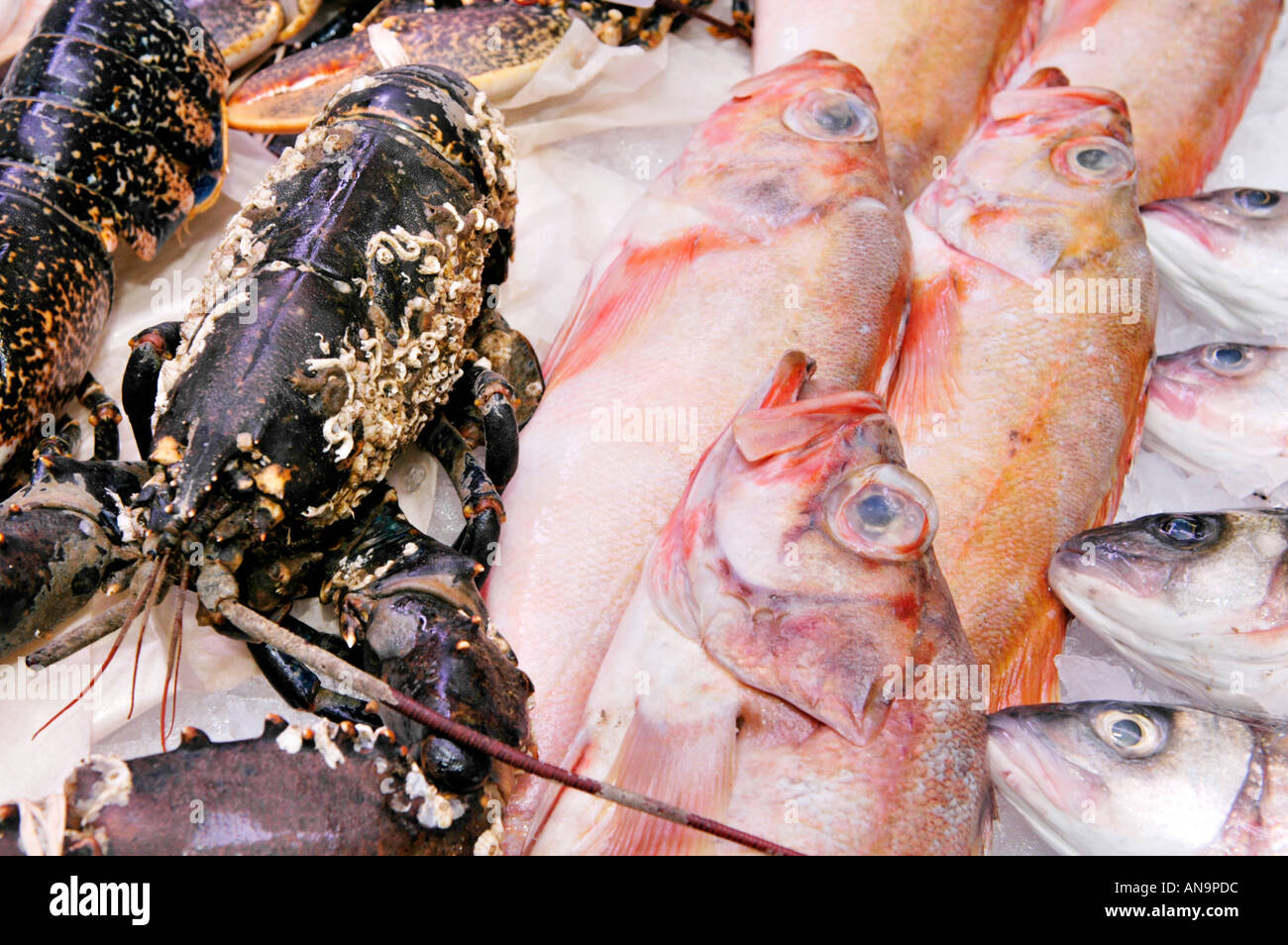Red Gurnard, live lobster and sea bass for sale on fishmongers stall in