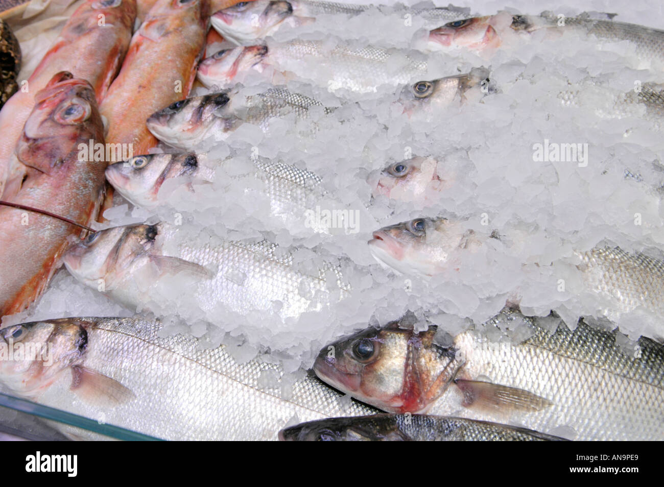Fresh sea bass and red gunard for sale on fishmongers stall in Swansea