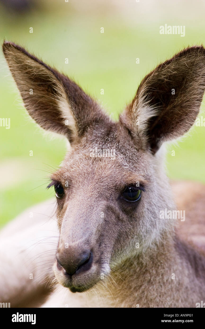 Antilopine Wallaroo Queensland Australia Stock Photo