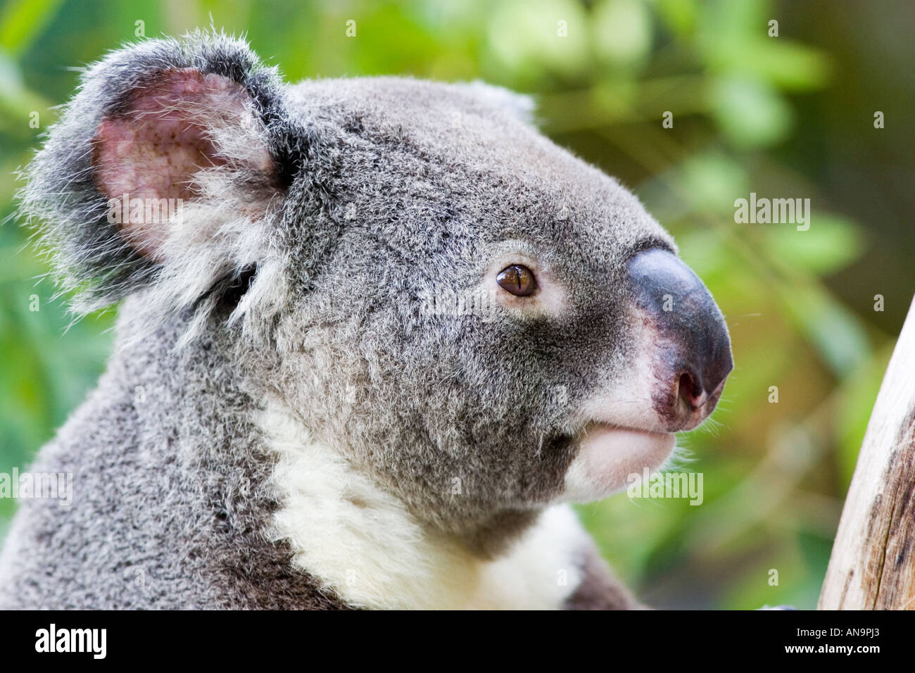 koala nose