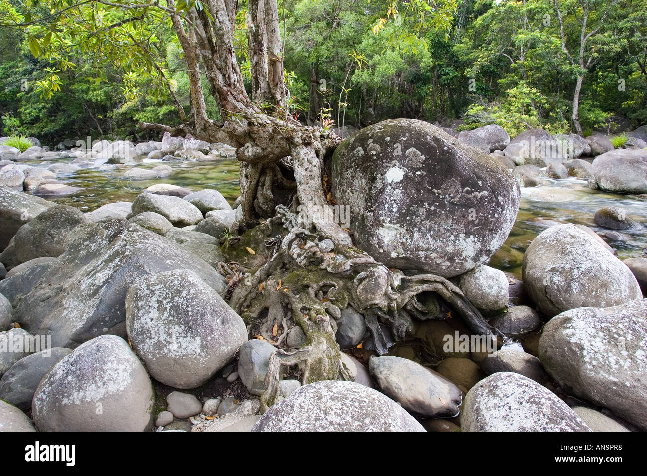 Tree roots growing amongst the boulders of the Mossman riverbed Daintree Rainforest Queensland Australia Stock Photo