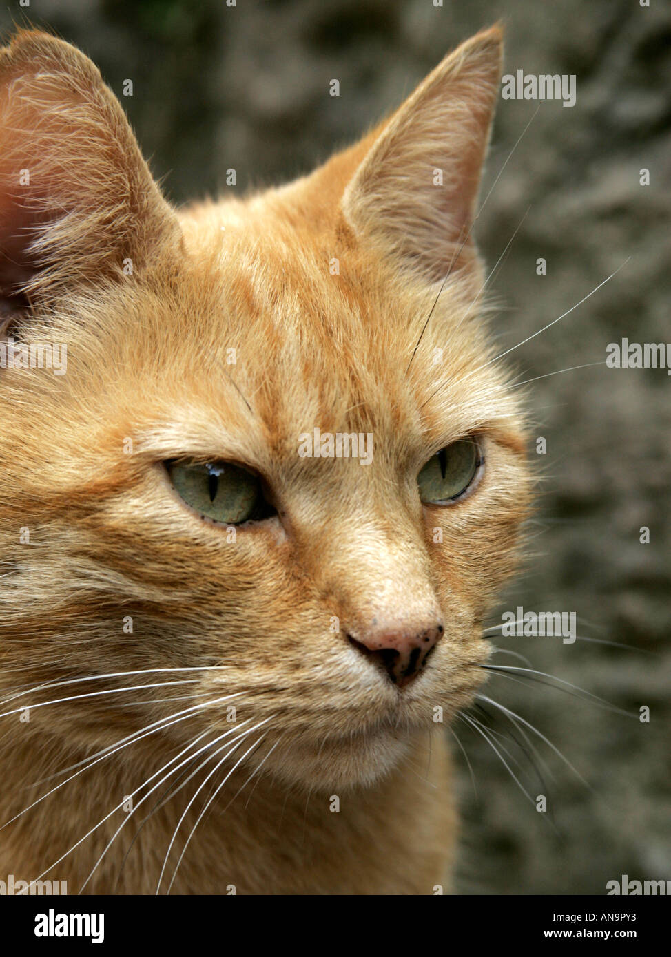 Ginger tabby cat. Stock Photo