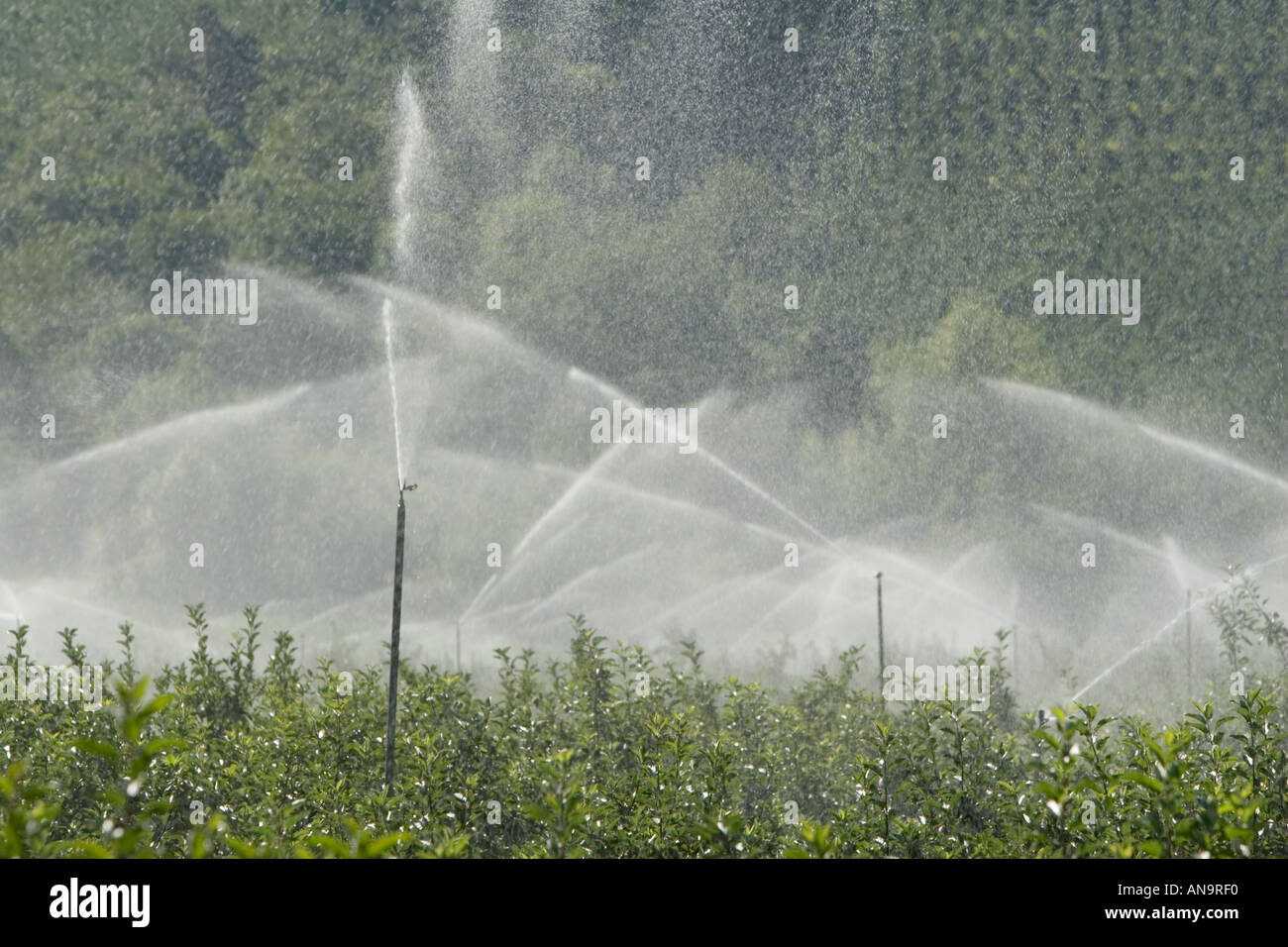 Water irrigation of apple trees Stock Photo Alamy