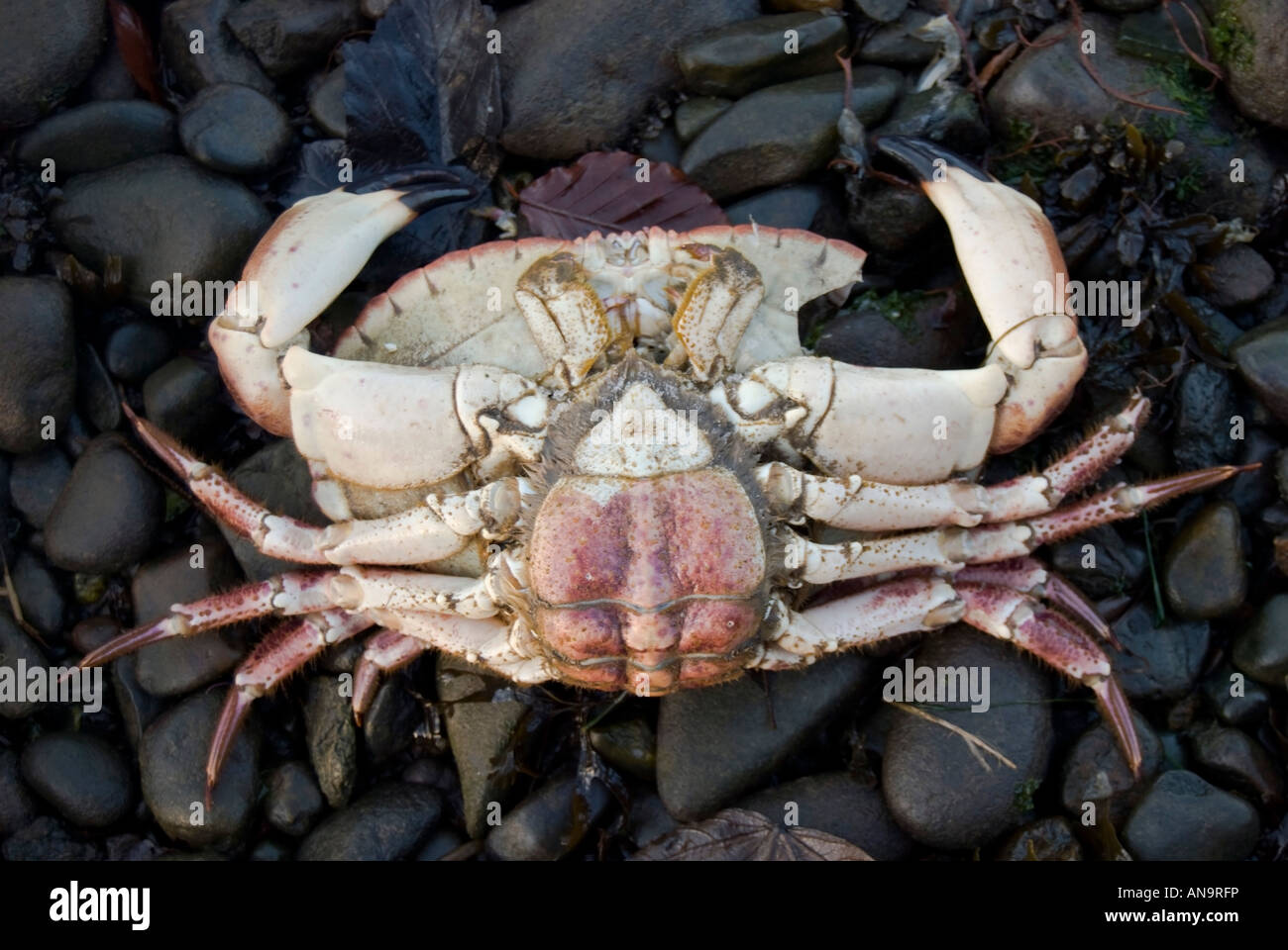 Dead crab on its back Stock Photo