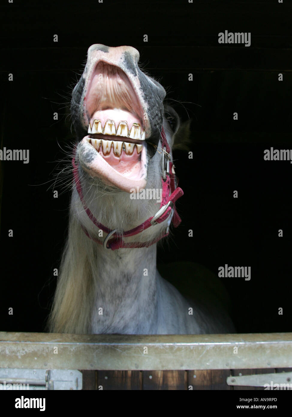 A horse laughing straight from the horse's mouth Stock Photo Alamy