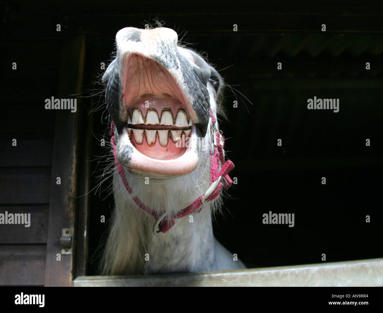 A horse laughing straight from the horse's mouth Stock Photo Alamy