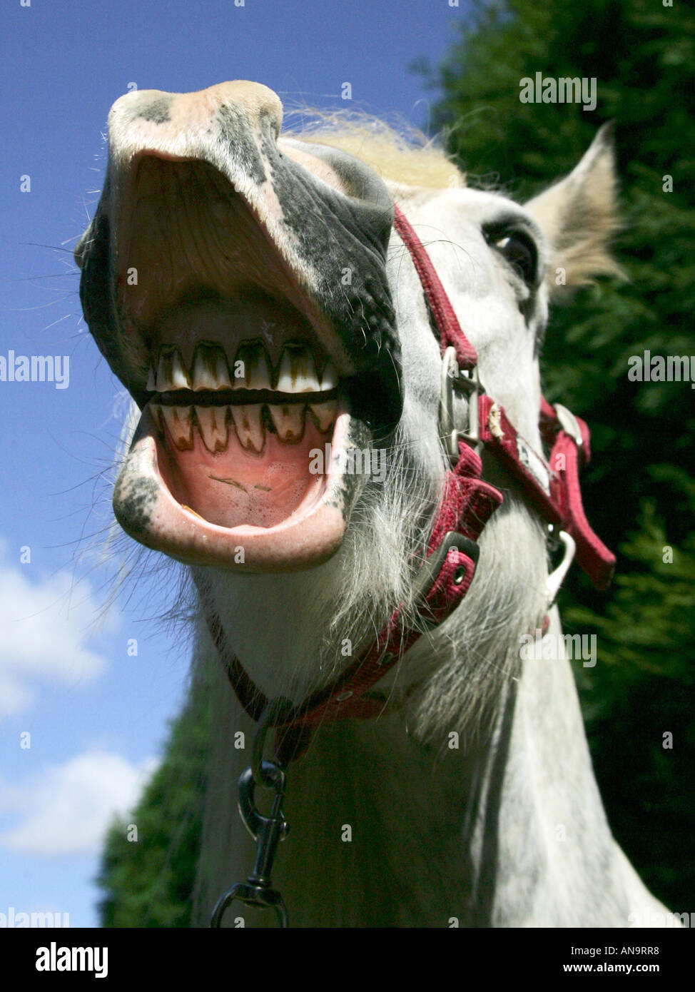 A talking horse laughing straight from the horse's mouth Stock Photo