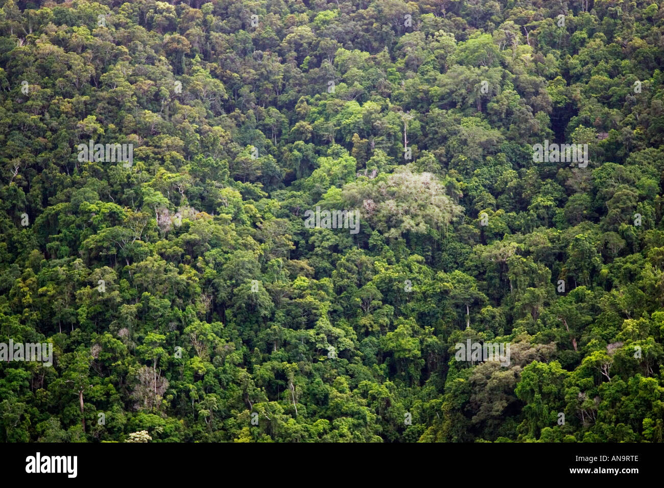 Rainforest North Queensland Australia Stock Photo Alamy