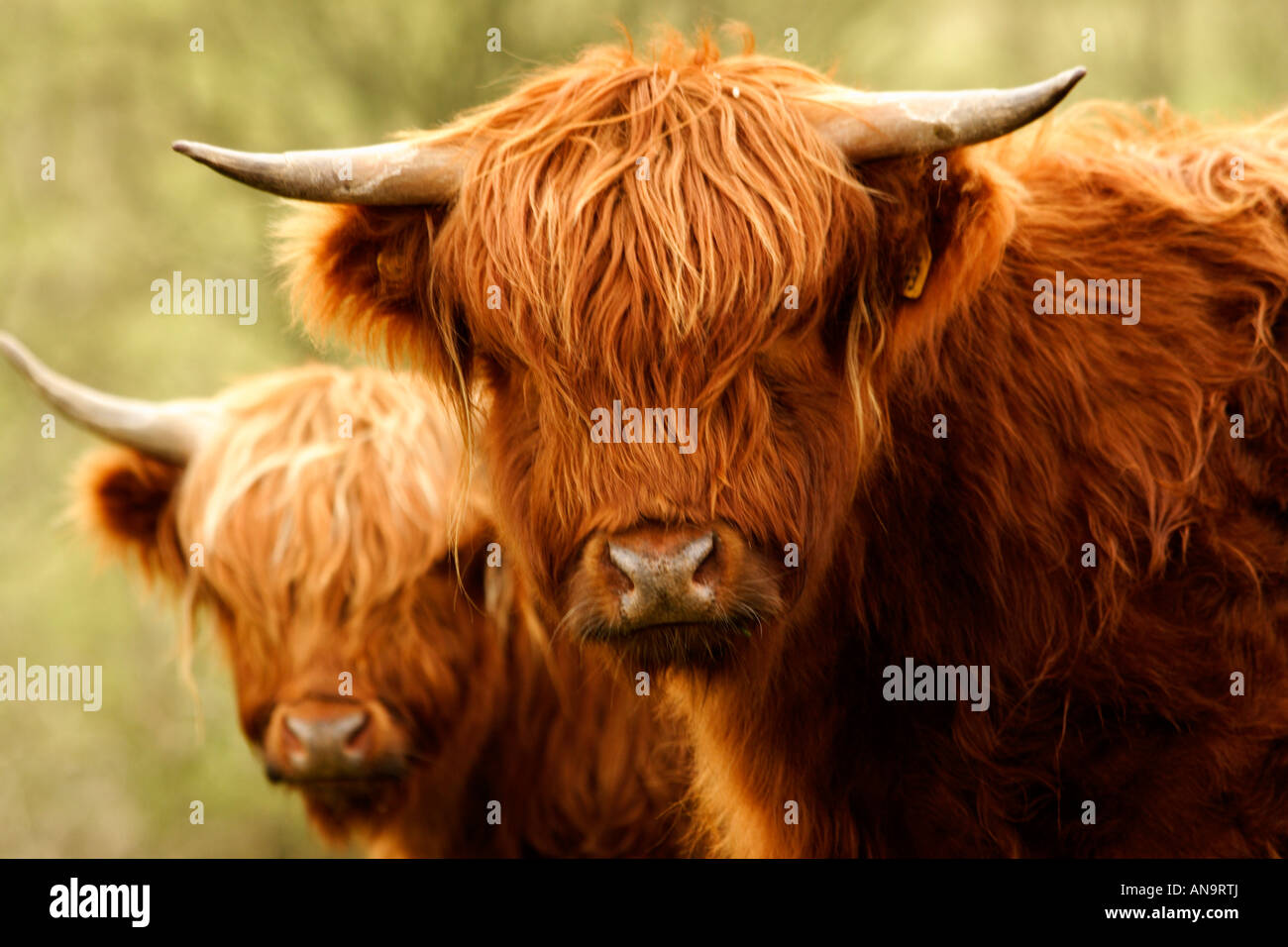 Europe England Yorkshire Highland Cattle Stock Photo
