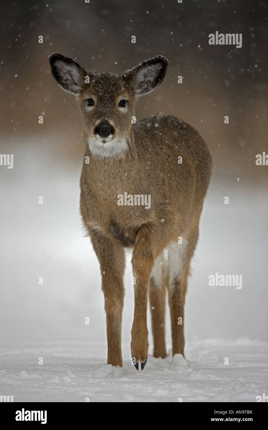 White-tailed Deer Odocoileus virginianus New York Fawn In the snow Stock Photo