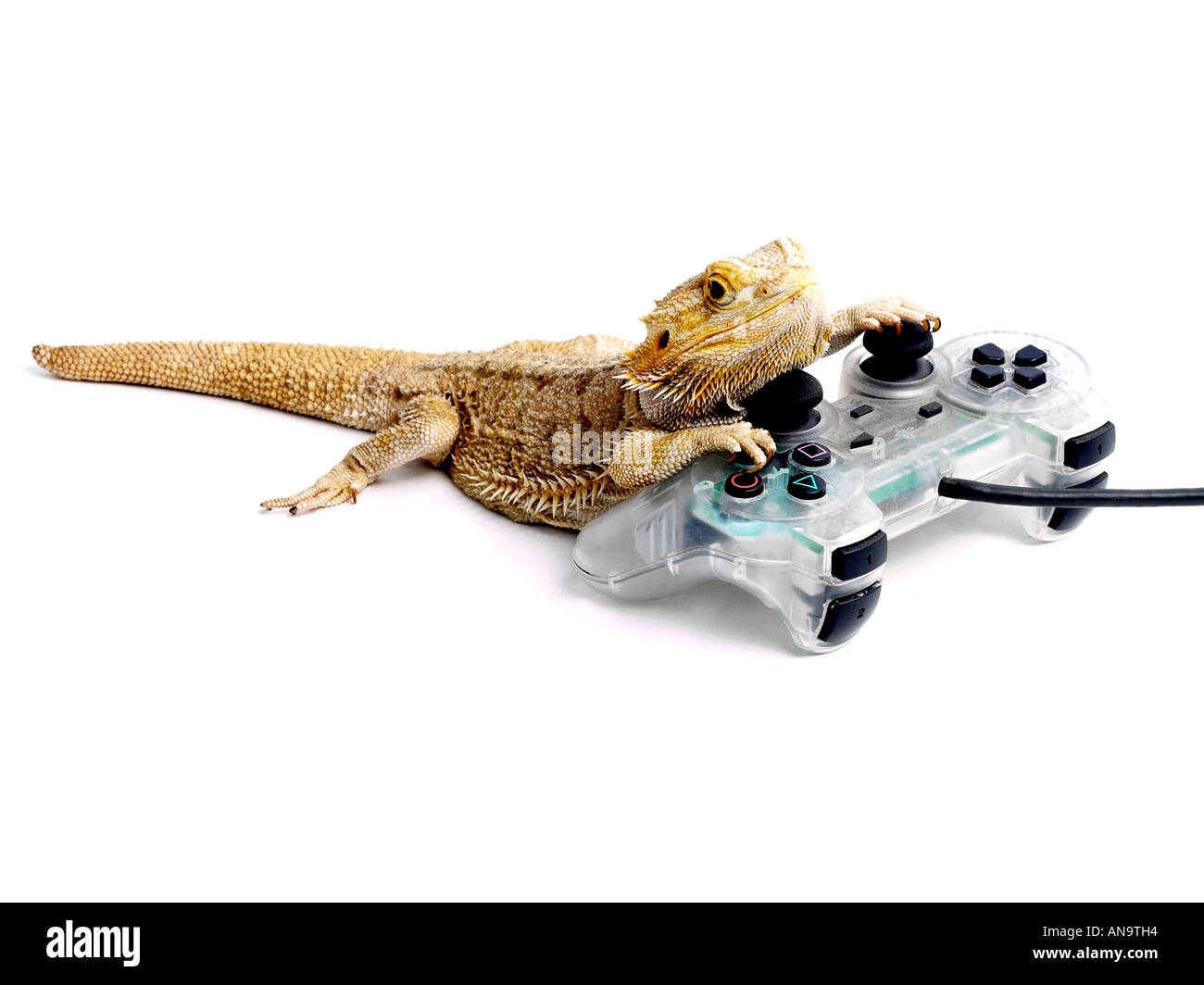 Bearded dragon with a playstation. Stock Photo