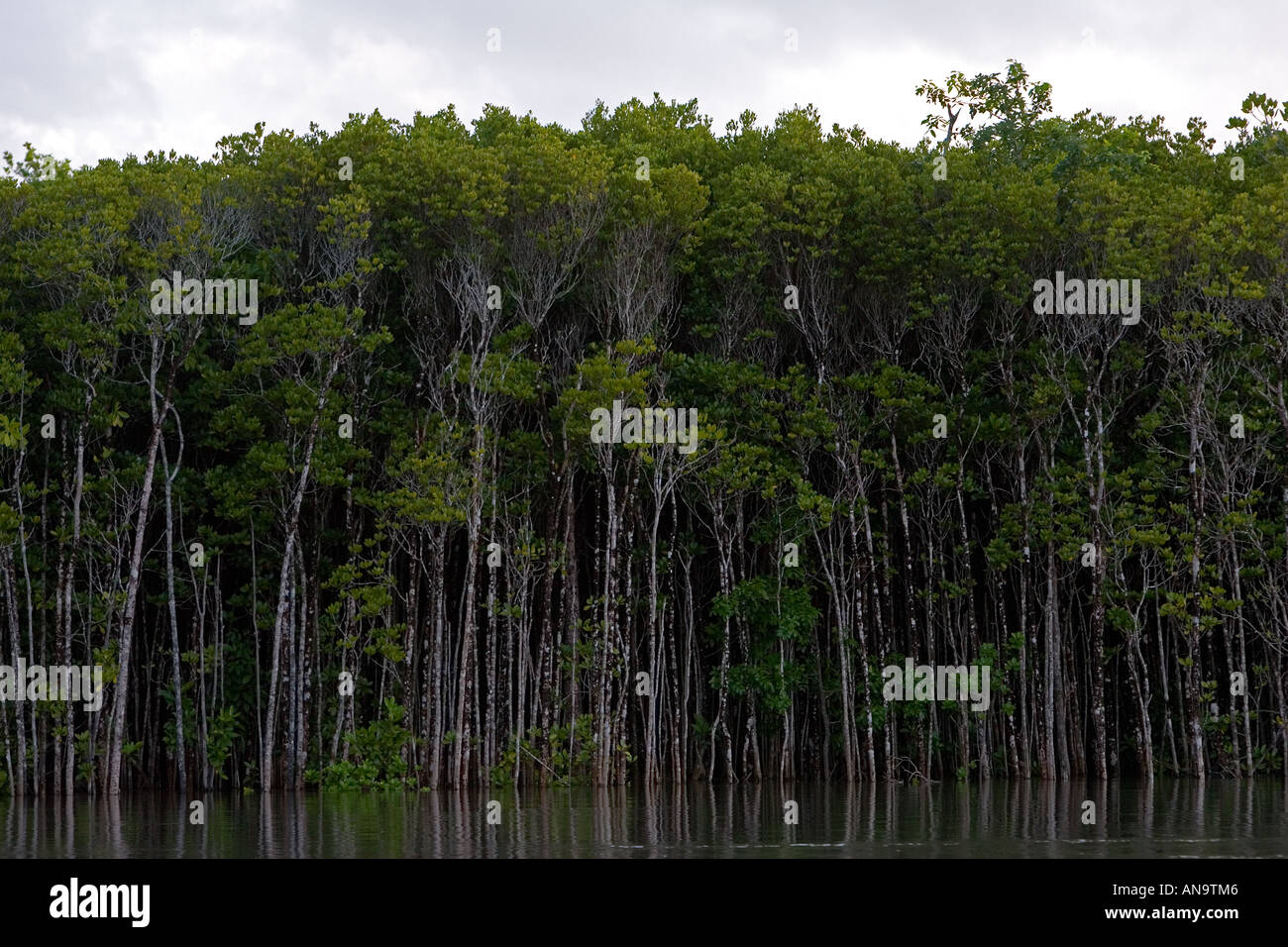 Mangrove trees grow in the shallows of the Mossman River Daintree Australia Stock Photo