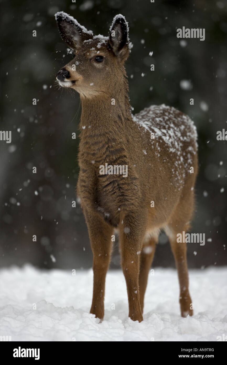 White-tailed Deer Odocoileus virginianus New York Fawn In the snow Stock Photo