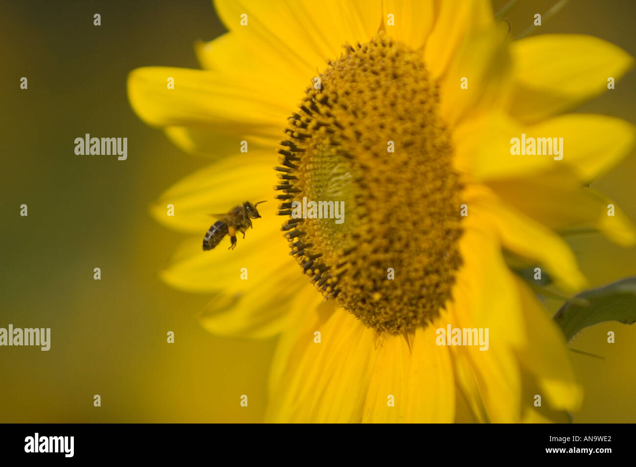 Italian honey bee collecting pollen from a sunflower Stock Photo - Alamy