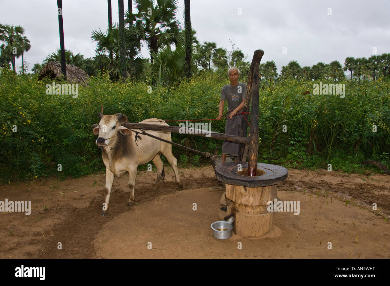 Burmese farmer ginding peanuts in ox driven oil press Stock Photo