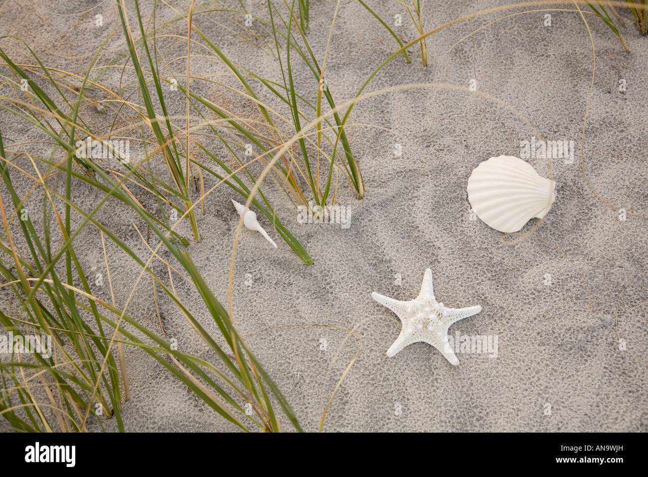 Starfish and shell on beach in Florida Stock Photo