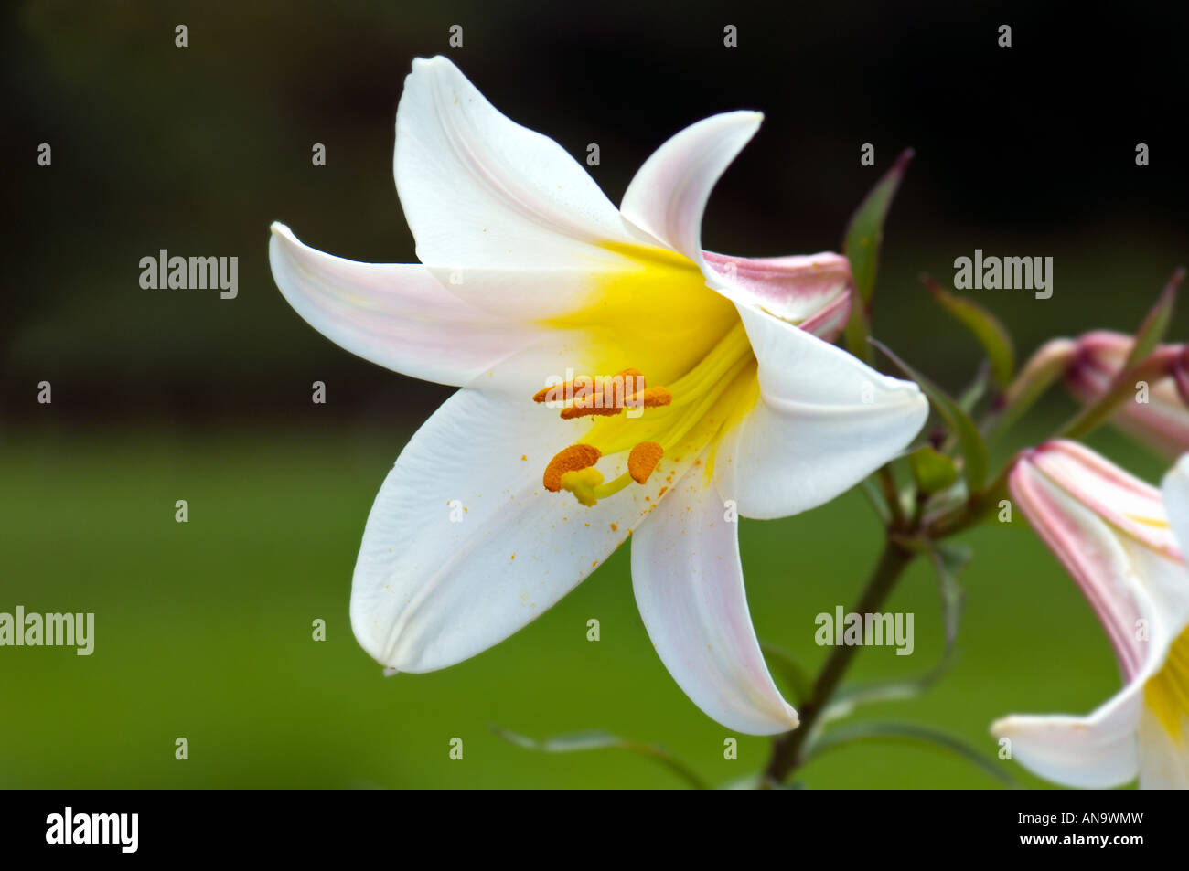 LILIACEAE lilium regale wils  regal lily Lilium regale  Album WHITE REGAL LILY pink red white green grass background plain Stock Photo