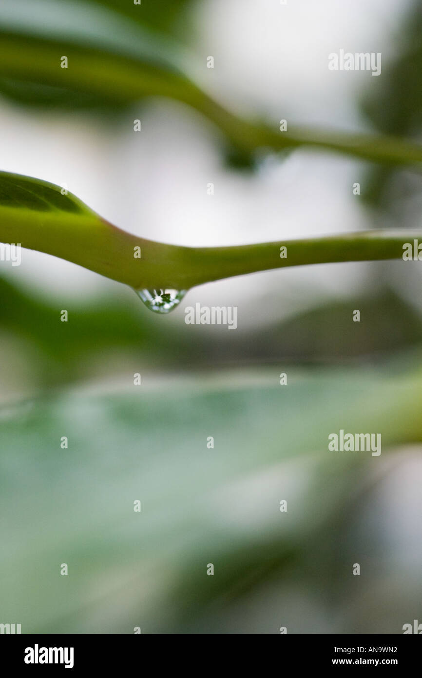 Water droplet hanging beneath a leaf Stock Photo - Alamy