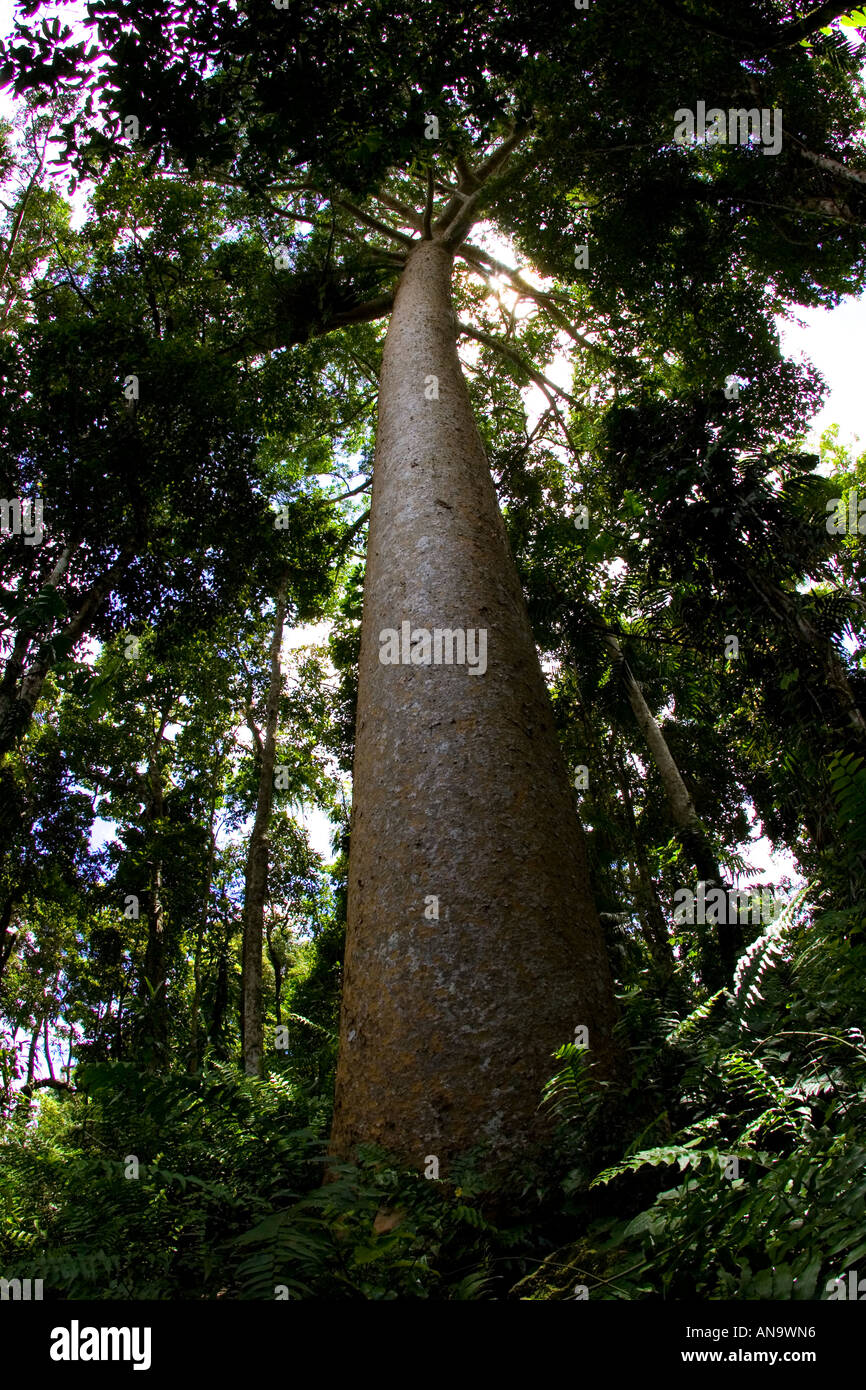 Kauri Pine tree Barron Gorge National Park Queensland Australia Stock Photo