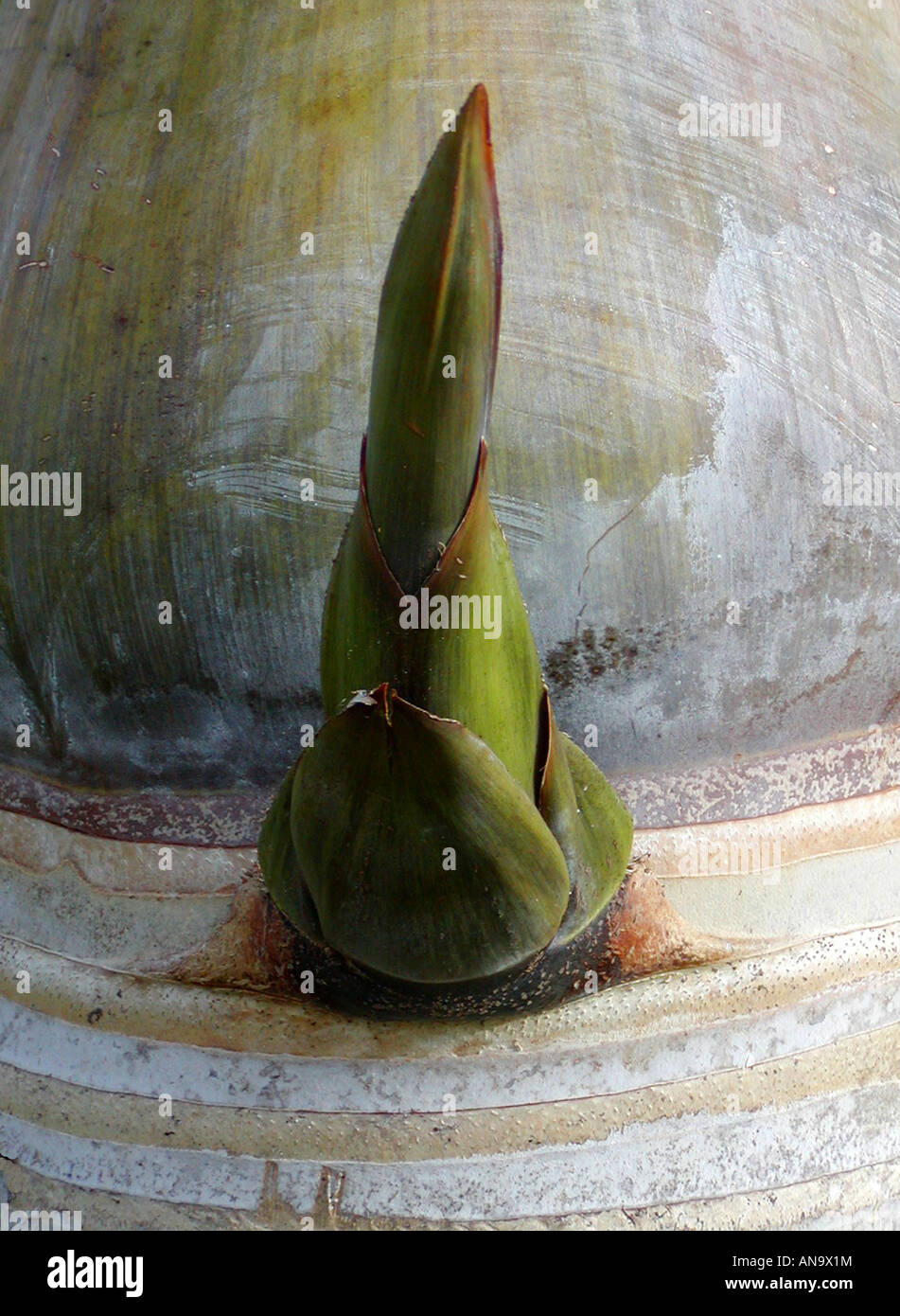 Palm tree sprout Stock Photo Alamy