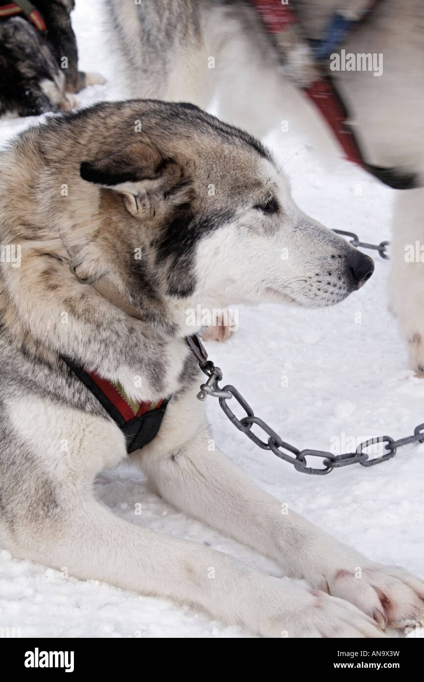Portrait of a sled dog, well rested before the trip Stock Photo - Alamy