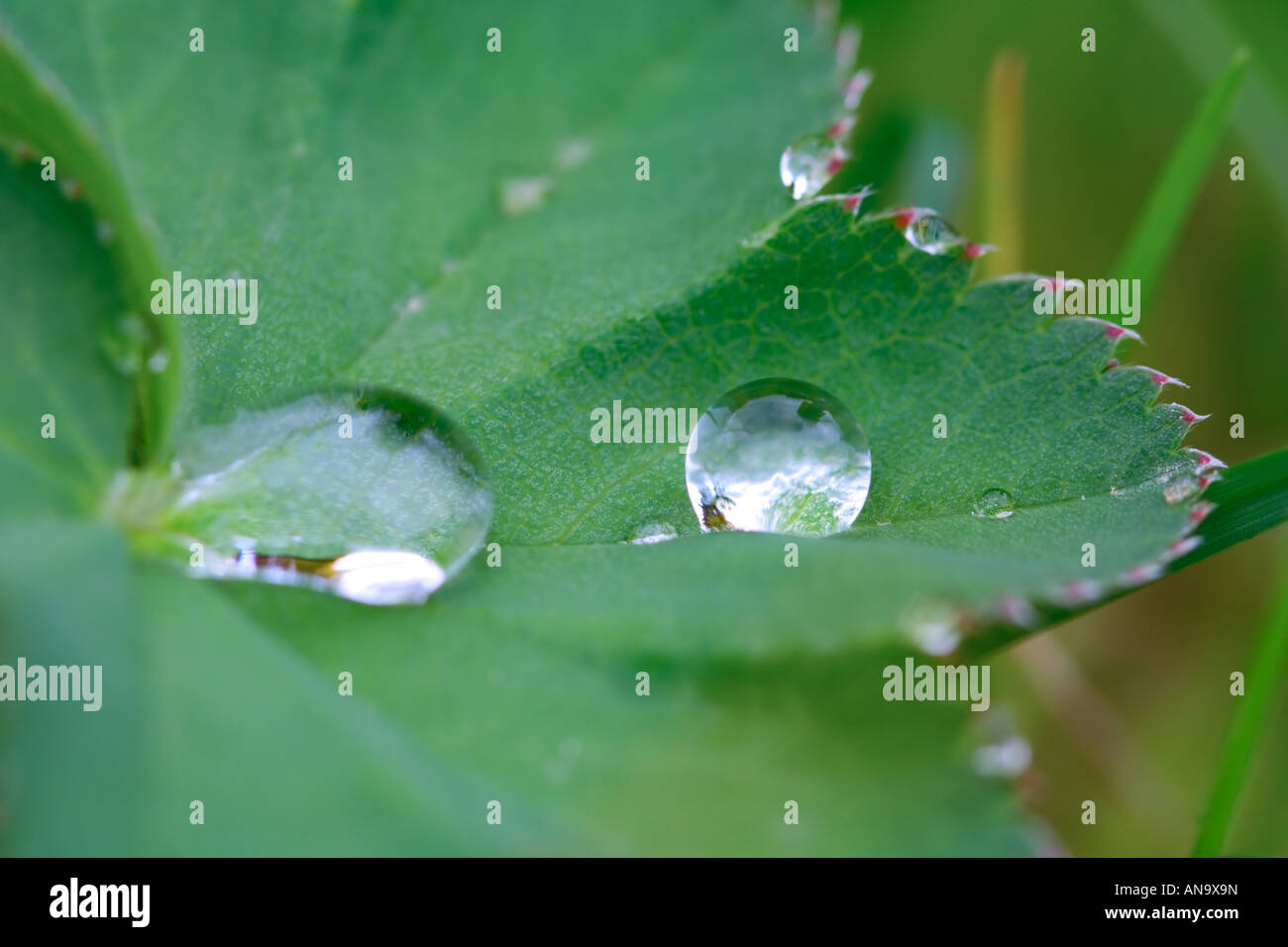 Water droplet on a leaf Stock Photo - Alamy