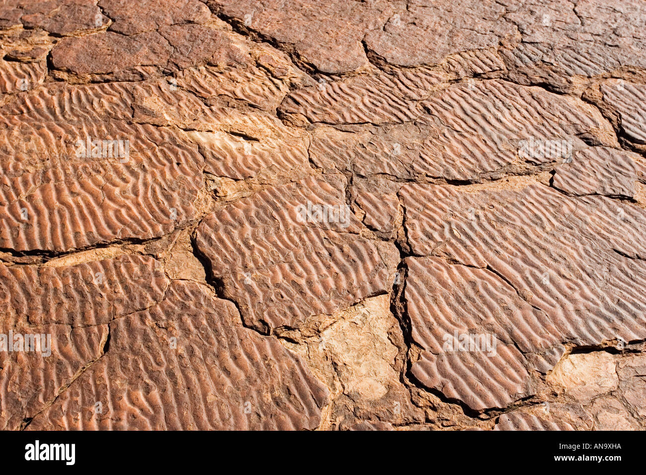 Ripple marks preserved in the Mereenie sandstone at King s Canyon Northern Territory Australia Stock Photo