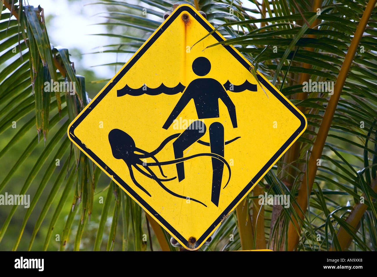 Marine stingers warning sign on Myall Beach by Cape Tribulation Queensland Australia Stock Photo