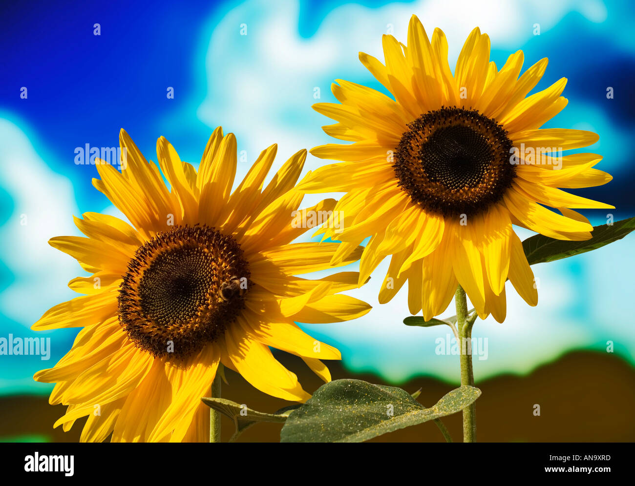 Dynamic sunflower hi-res stock photography and images - Alamy