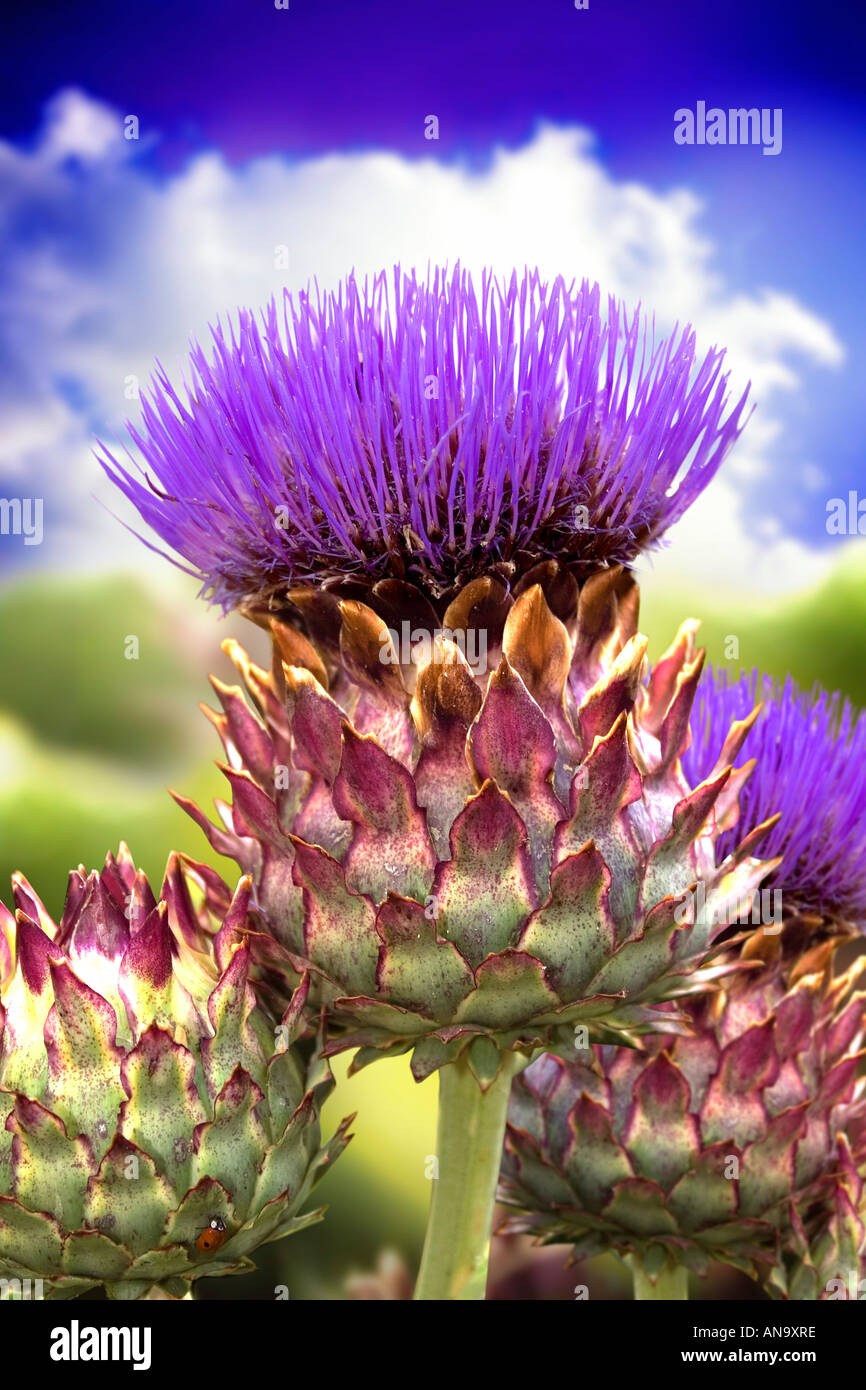 The scottish thistle hires stock photography and images Alamy