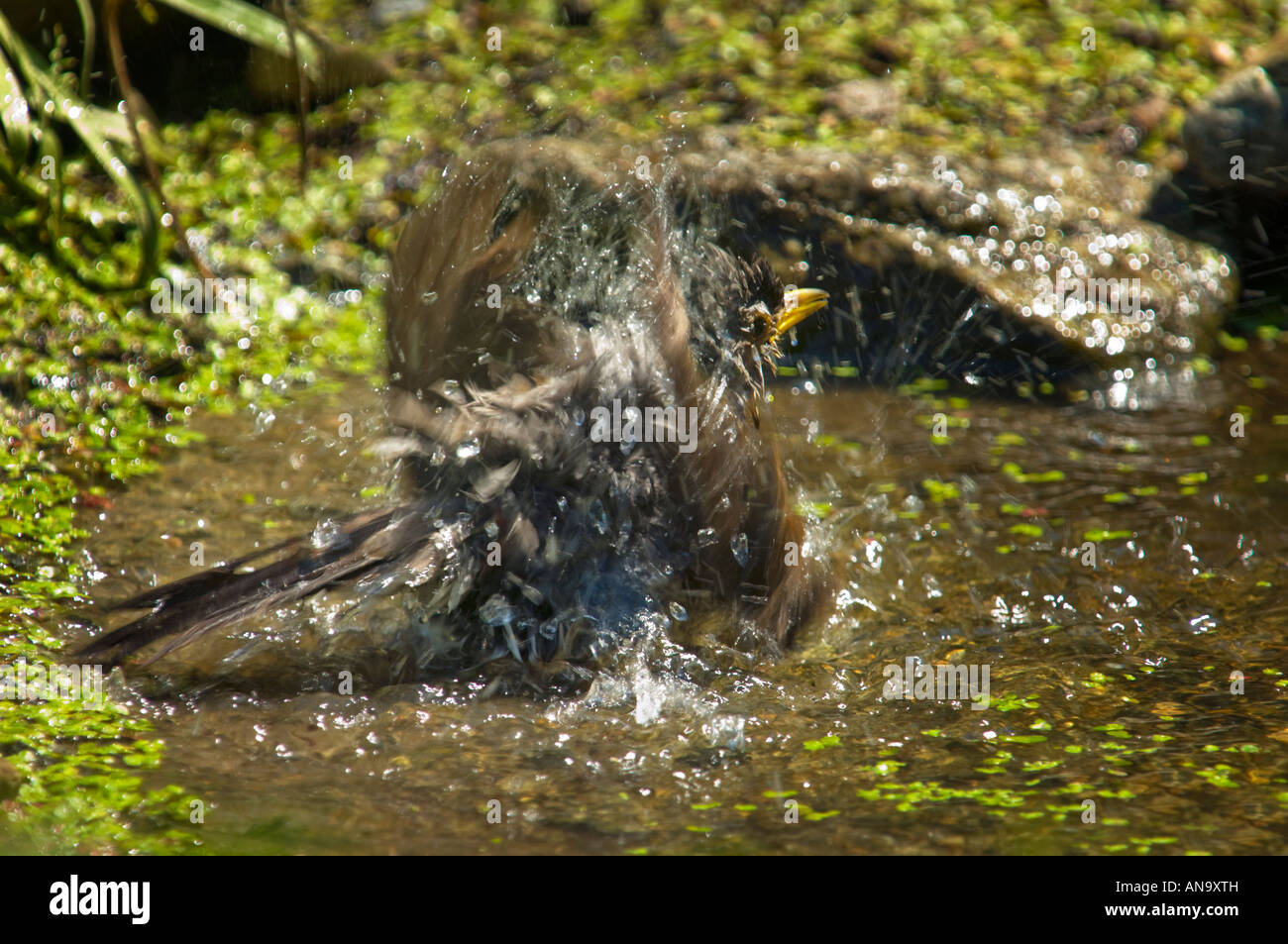 blackbird Amsel Eurasian Blackbird Turdus merula bathing in a puddle pool Stock Photo