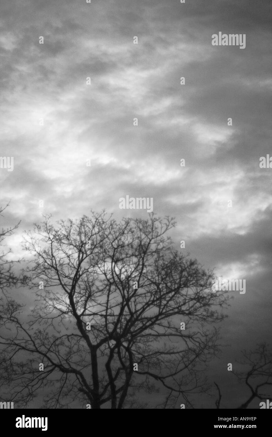 Growing tree. Surreal view captured in Brooklyn, 2007 Stock Photo Alamy