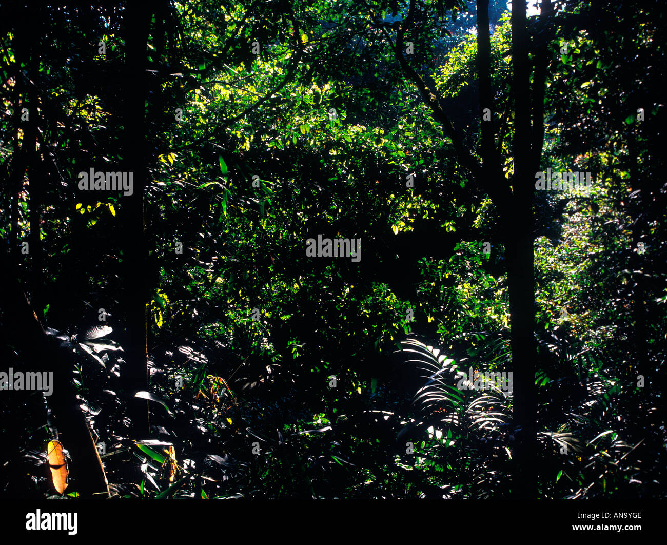 FOREST INTERIORS KARNATAKA Stock Photo