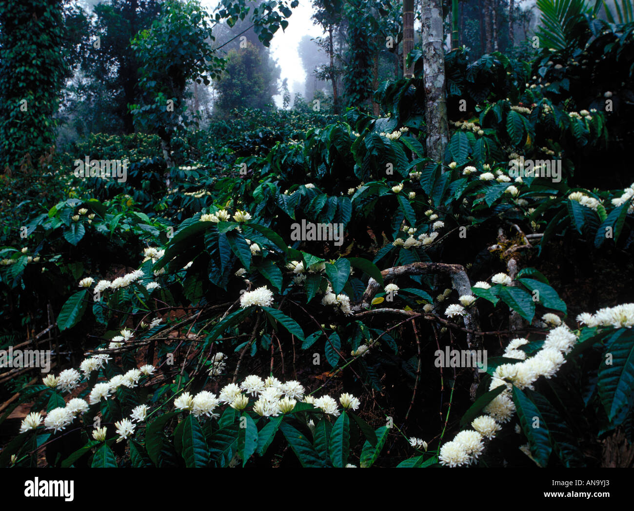 FOREST INTERIORS KARNATAKA Stock Photo
