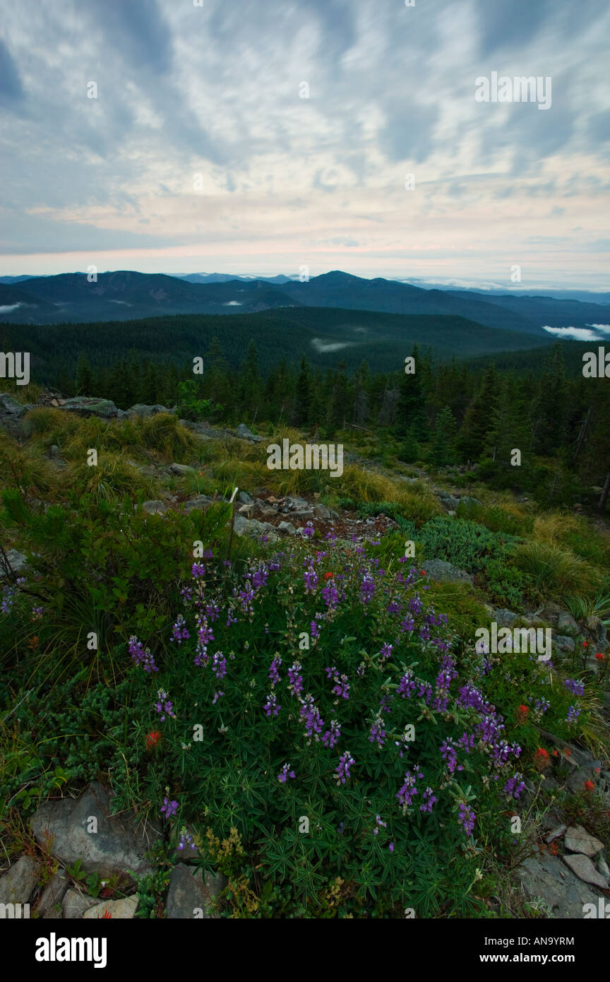 High elevation wildflowers hi-res stock photography and images - Alamy