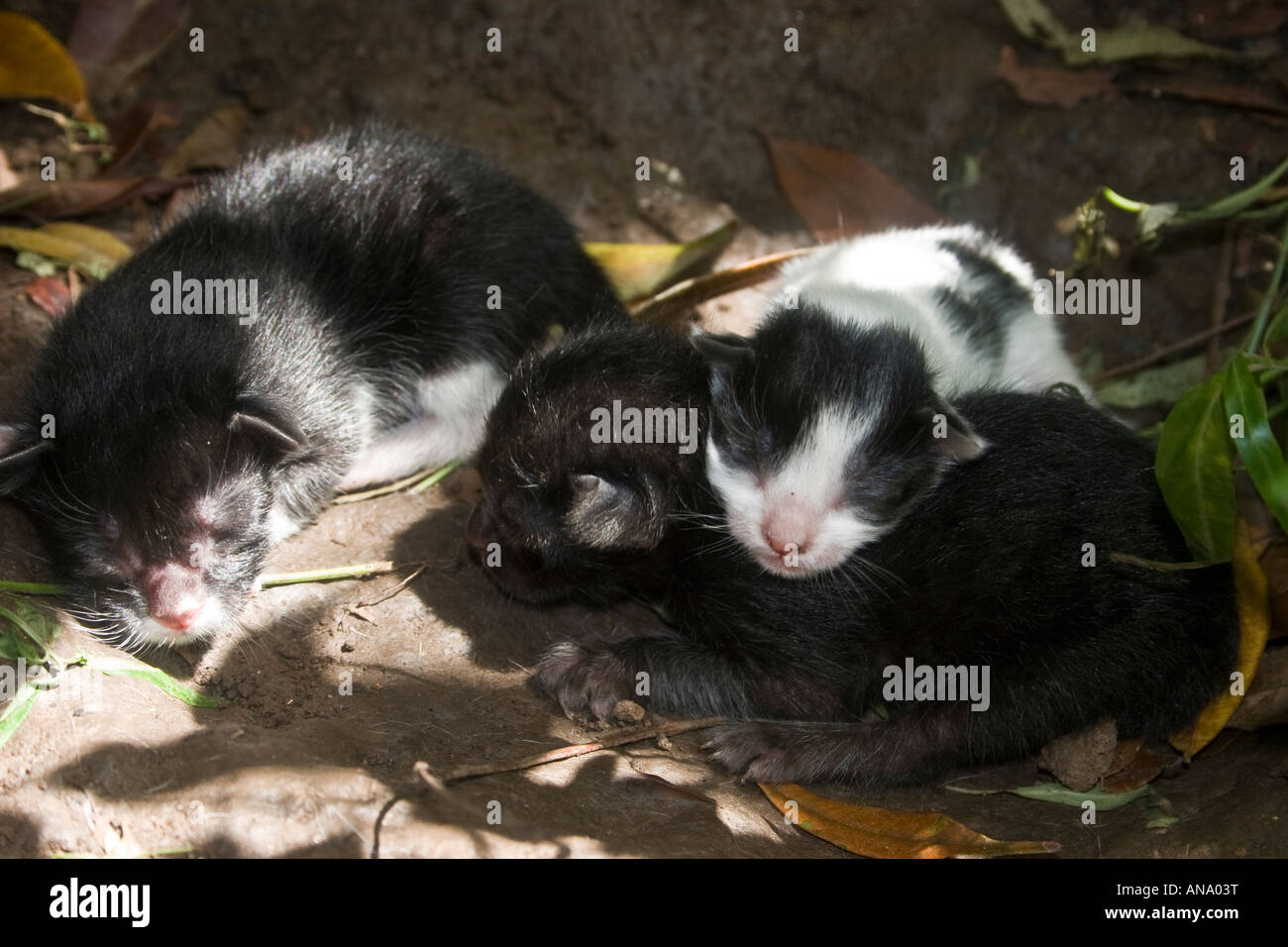 Feral cats on a shallow pit or nest built by their mother Stock Photo