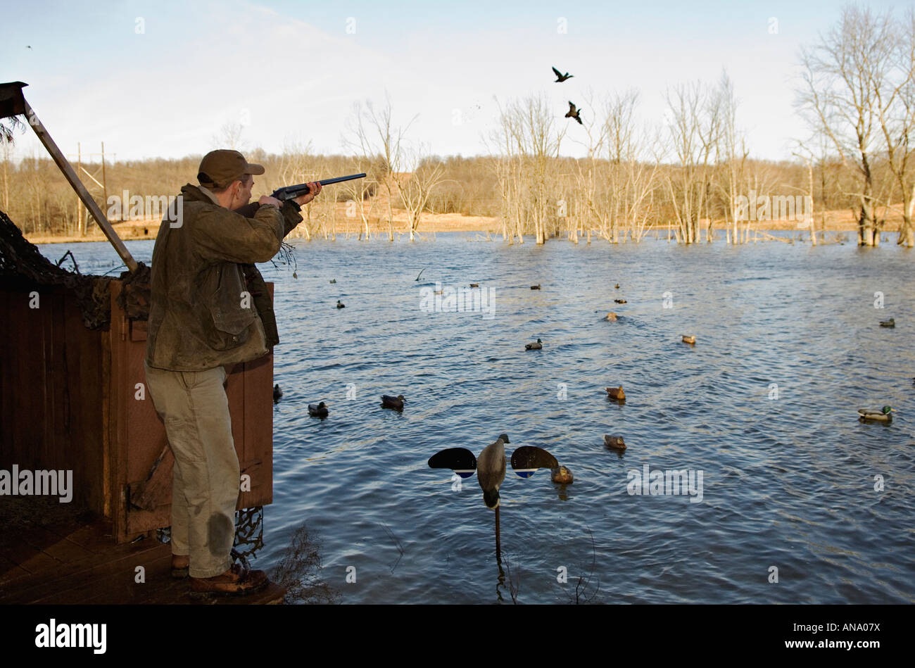 Duck Hunter Beside Permanent Blind Shooting Double over Decoy Spread on Lake Deer Creek Lodge Kentucky Stock Photo