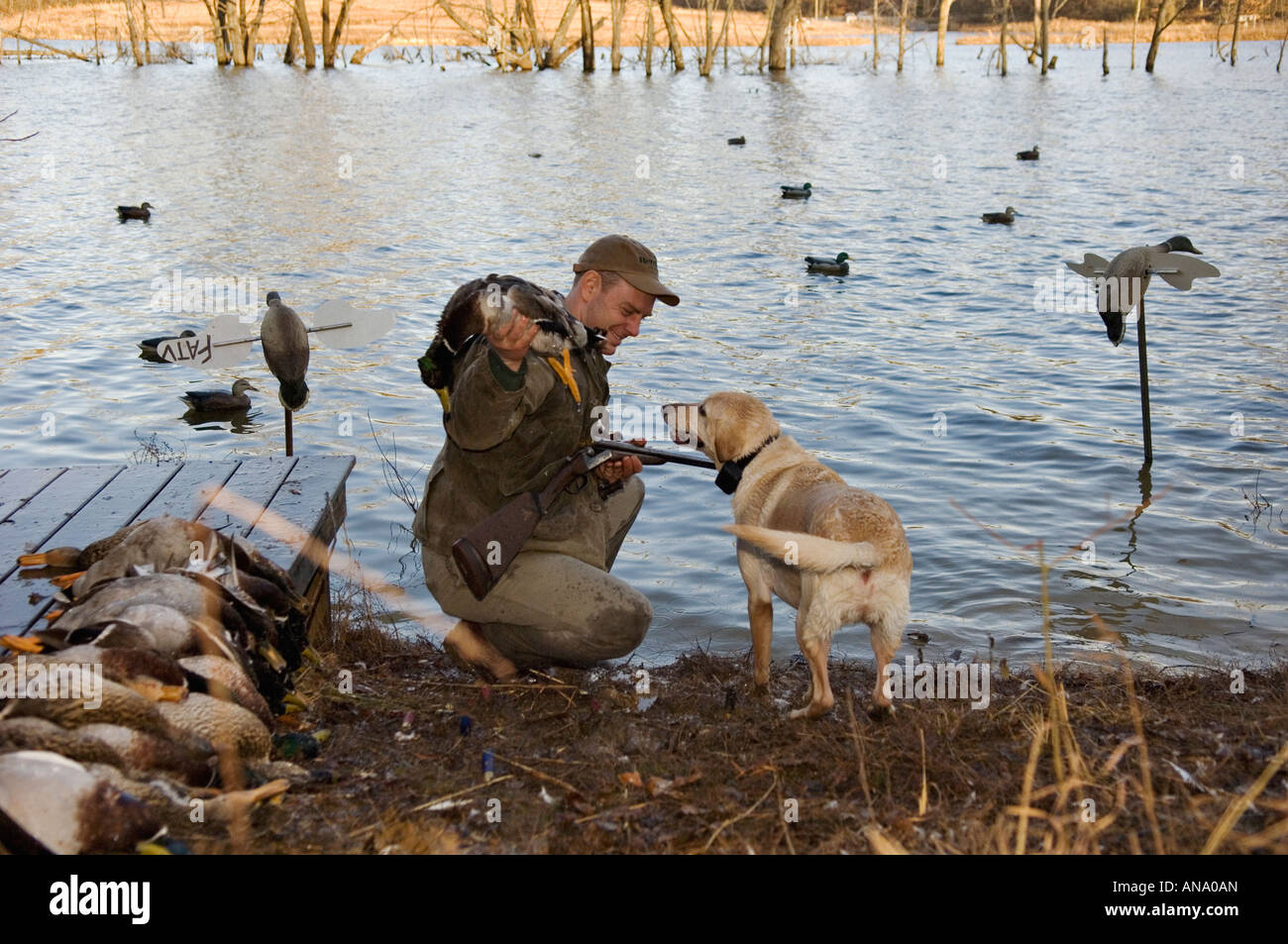Duck Hunter Taking Mallard from Yellow Labrador Retriever after Retrieve Deer Creek Lodge Kentucky Stock Photo