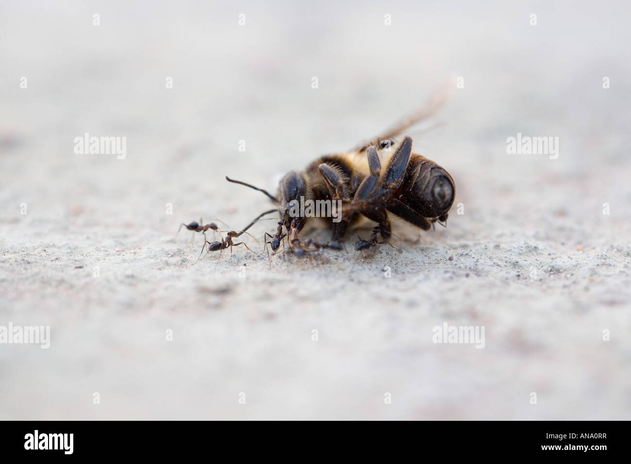 Ants working together dragging a dead bee. India Stock Photo Alamy
