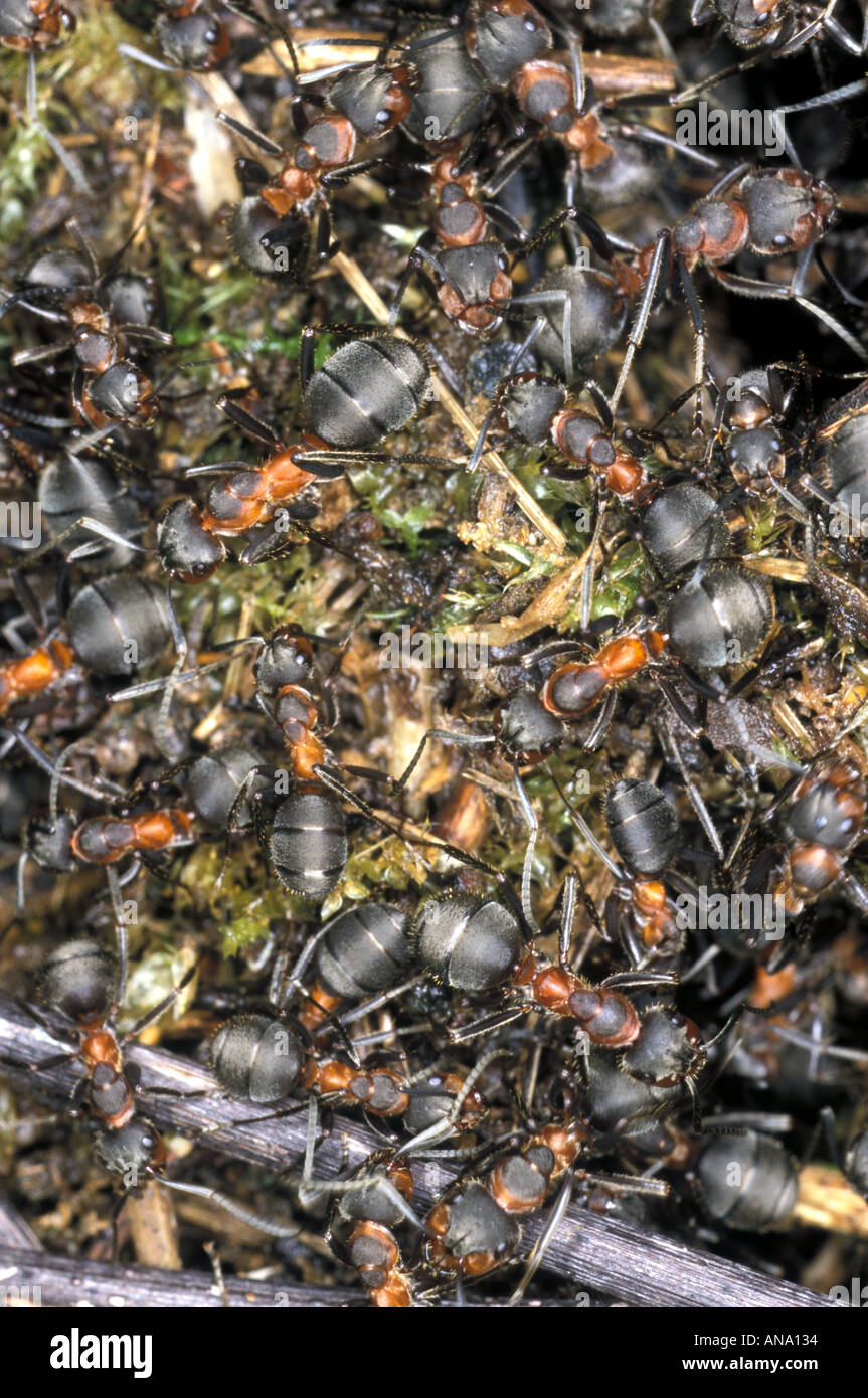 ants working above their nest 3a Stock Photo - Alamy