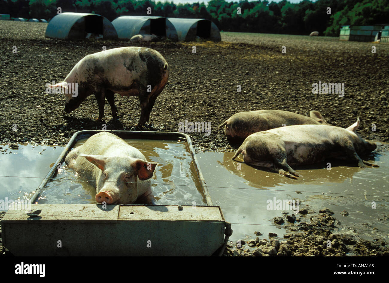 Animal farm - three pigs lying in mud outdoors, english countryside Stock Photo