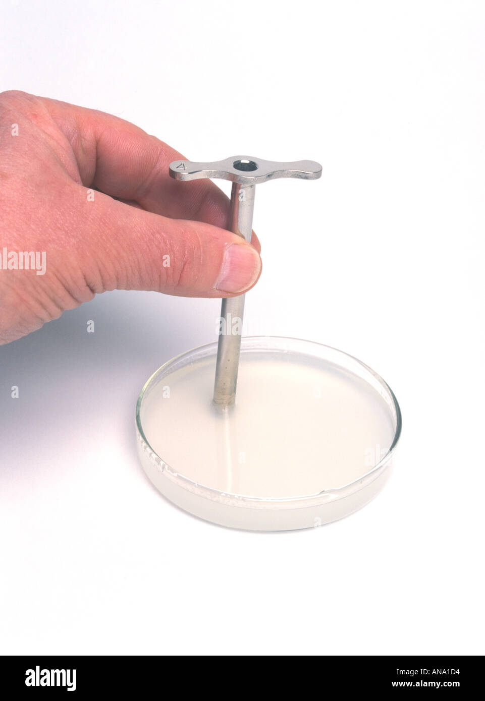 Plug Stock News >> cutting a plug of starch agar with a cork borer Stock ... Plug Stock News >> cutting a plug of starch agar with a cork borer Stock ...