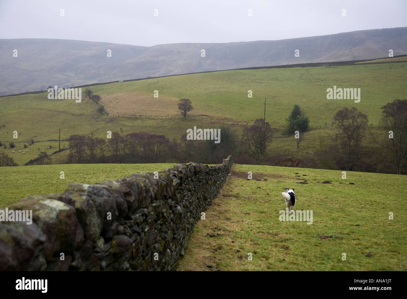 A dry stone wall and sheep dog in a Derbyshire hill farm field. UK Stock Photo