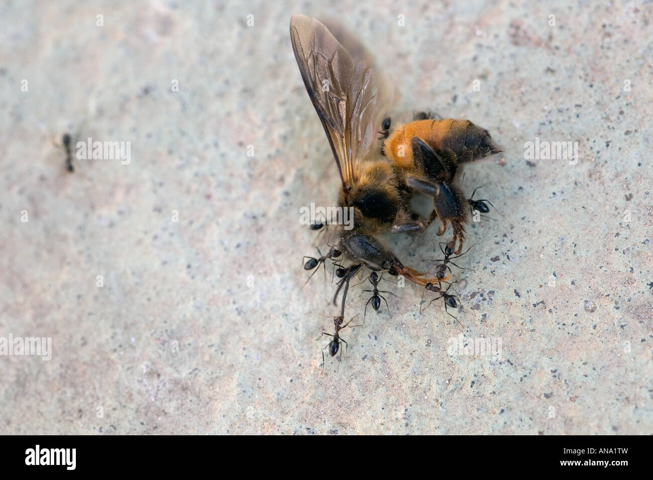 Ants working together dragging a dead bee. India Stock Photo Alamy
