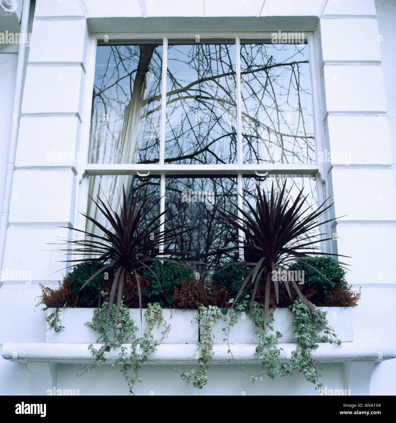 Buxus sempervirens box hedera helix ivy hi-res stock photography and images  - Alamy