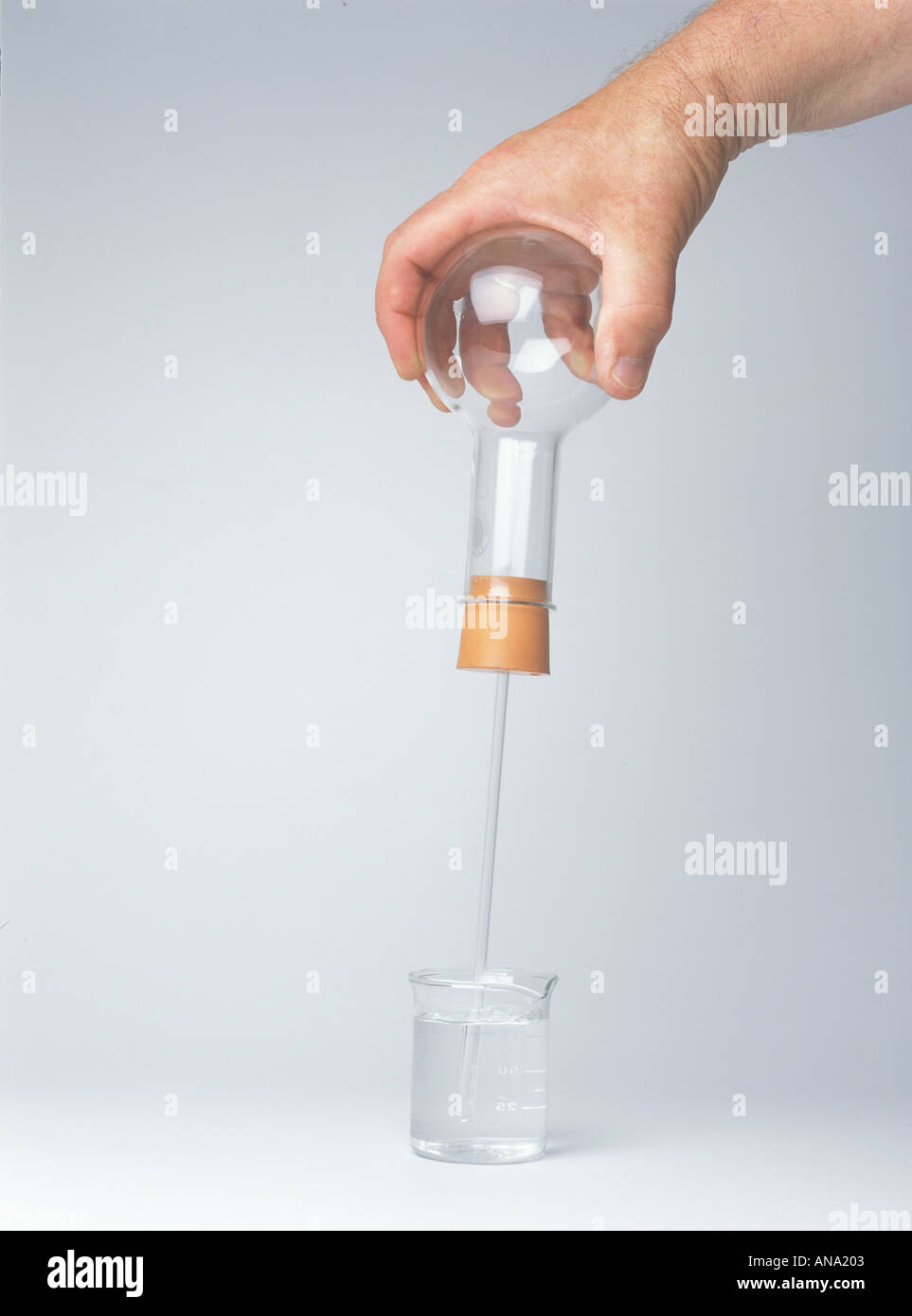 air in the flask expands when warmed by the hand and bubbles through the water in the beaker Stock Photo