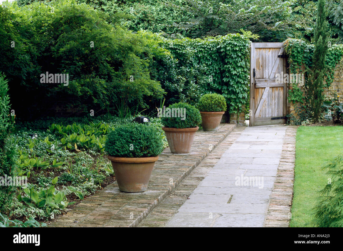 Trio of teraccota pots of box balls by a path leading to a wooden gate Stock Photo