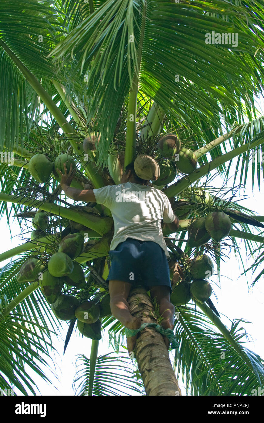 man harvesting coconuts SAMOA UPOLU NE Northeast Northeast North east
