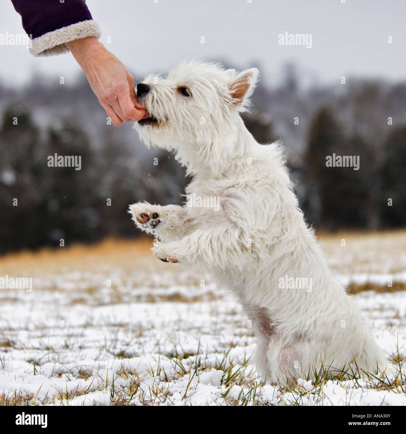 Obeying command hi-res stock photography and images - Alamy